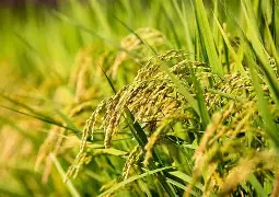 金穗四融手机版下载(金穗贷款是什么公司正规吗)-第2张图片-QuickQ官网