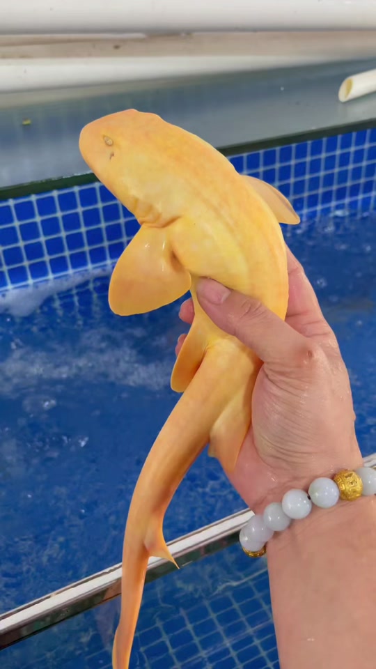 金鲨银鲨手机版下载(金鲨银鲨手机单机游戏)