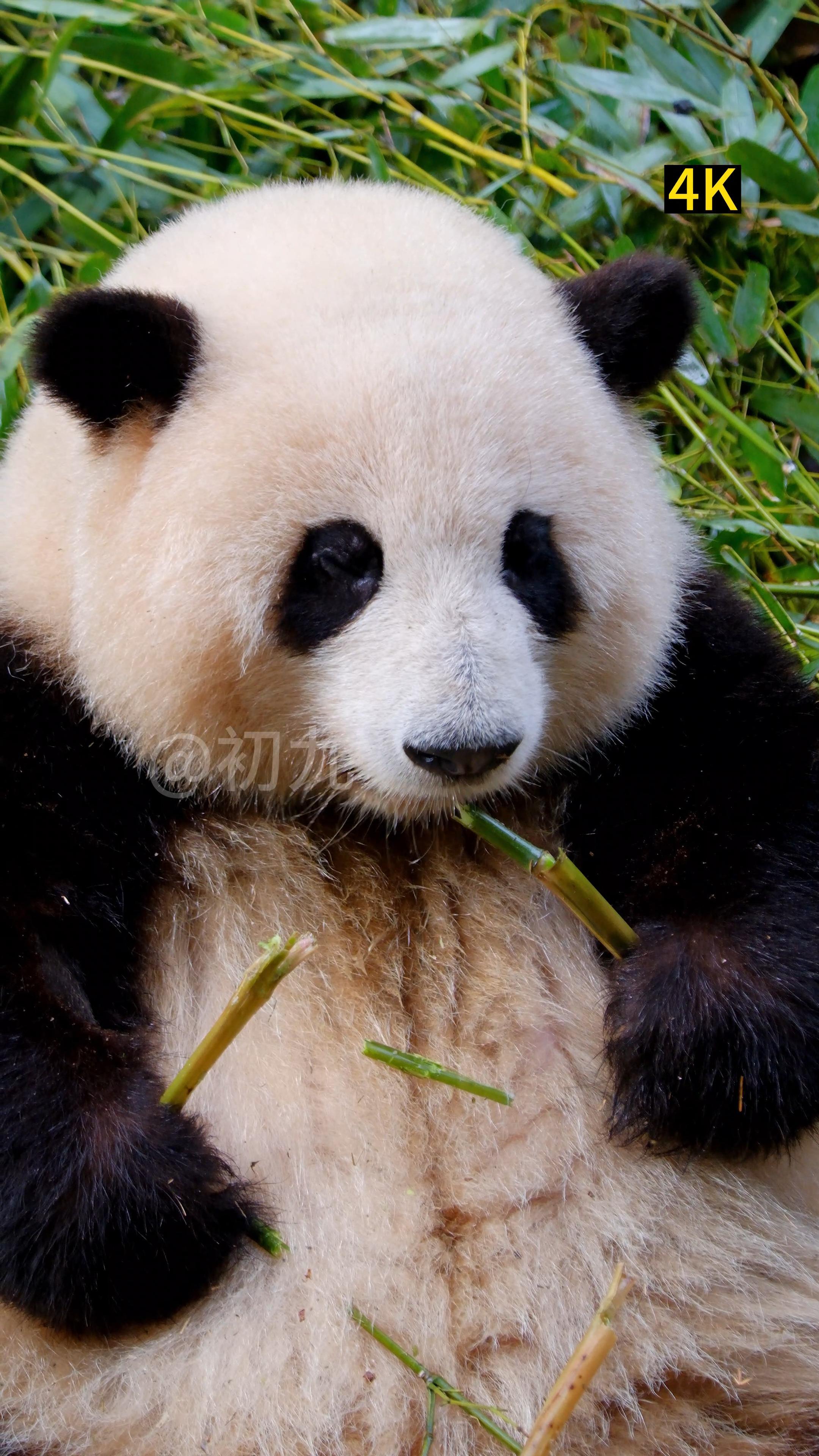 迅雷看看手机版动物(迅雷看看 mkv 下载)-第5张图片-QuickQ官网 迅雷看看手机版动物(迅雷看看 mkv 下载)-第5张图片-QuickQ官网